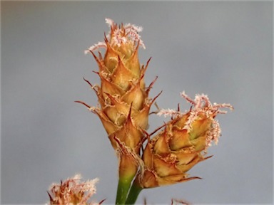 APII jpeg image of Baloskion tetraphyllum subsp. meiostachyum  © contact APII