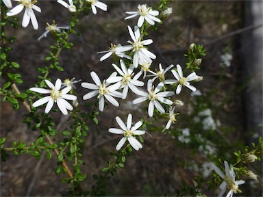 APII jpeg image of Olearia microphylla  © contact APII