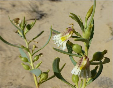 APII jpeg image of Scaevola collaris  © contact APII