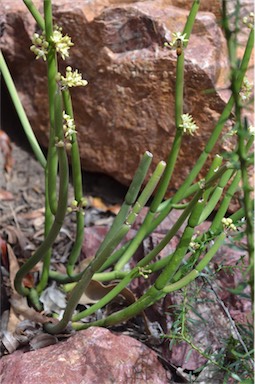 APII jpeg image of Cynanchum viminale subsp. australe  © contact APII