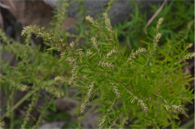 APII jpeg image of Artemisia verlotiorum  © contact APII