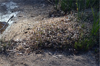 APII jpeg image of Persicaria praetermissa  © contact APII