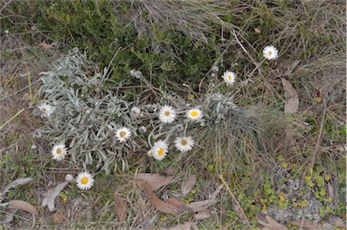 APII jpeg image of Leucochrysum alpinum  © contact APII