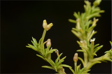 APII jpeg image of Scleranthus fasciculatus  © contact APII