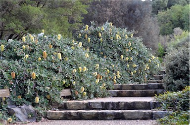 APII jpeg image of Banksia integrifolia subsp. integrifolia  © contact APII