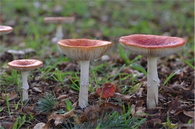 APII jpeg image of Amanita muscaria  © contact APII