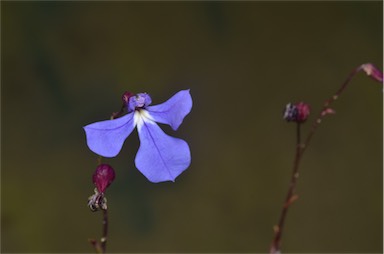 APII jpeg image of Lobelia andrewsii  © contact APII