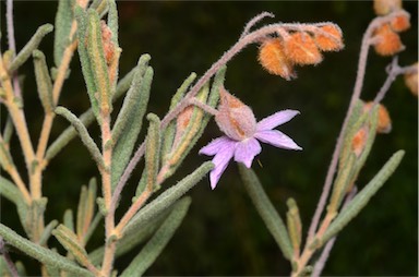 APII jpeg image of Lysiosepalum involucratum  © contact APII