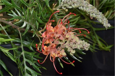 APII jpeg image of Grevillea 'Loopy Lou'  © contact APII