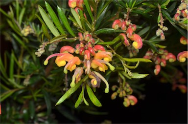 APII jpeg image of Grevillea 'Crackles'  © contact APII