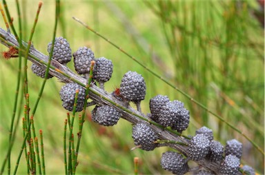 APII jpeg image of Allocasuarina rigida subsp. rigida  © contact APII