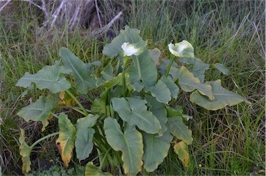 APII jpeg image of Zantedeschia aethiopica  © contact APII