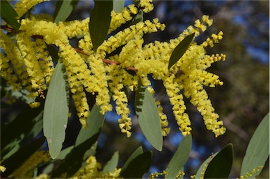 APII jpeg image of Acacia longifolia subsp. longifolia  © contact APII