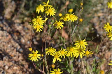 APII jpeg image of Senecio madagascariensis  © contact APII