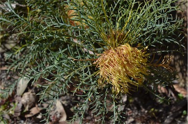 APII jpeg image of Banksia fraseri var. fraseri  © contact APII