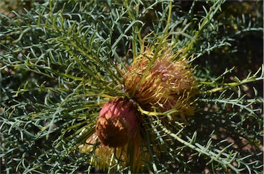 APII jpeg image of Banksia fraseri var. fraseri  © contact APII