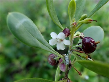 APII jpeg image of Myoporum  © contact APII