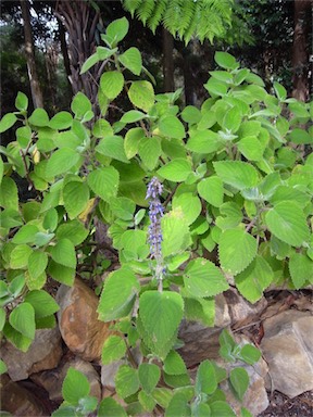 APII jpeg image of Plectranthus graveolens  © contact APII