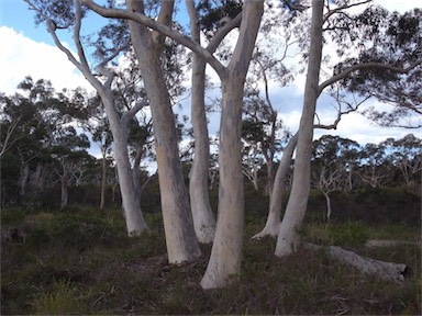 APII jpeg image of Eucalyptus haemastoma  © contact APII