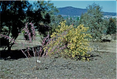 APII jpeg image of Indigofera australis,<br/>Goodia lotifolia  © contact APII