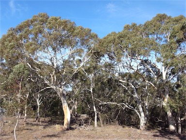 APII jpeg image of Eucalyptus rubida  © contact APII