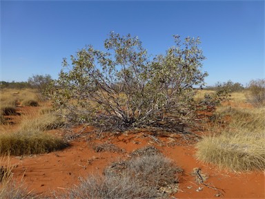 APII jpeg image of Eucalyptus pachyphylla  © contact APII