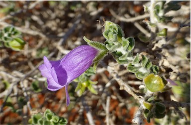 APII jpeg image of Eremophila obovata  © contact APII