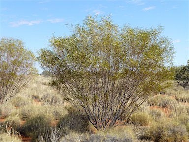 APII jpeg image of Acacia ancistrocarpa  © contact APII