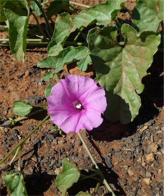 APII jpeg image of Ipomoea muelleri  © contact APII