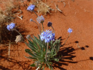 APII jpeg image of Brunonia australis  © contact APII