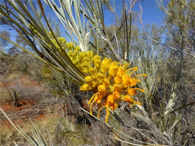 APII jpeg image of Grevillea juncifolia  © contact APII