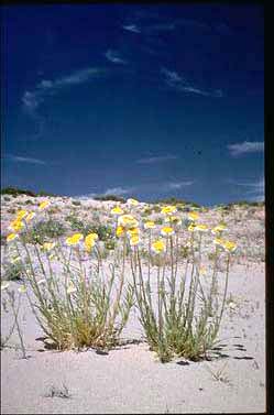 APII jpeg image of Myriocephalus stuartii  © contact APII