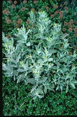 APII jpeg image of Senecio gunnii  © contact APII
