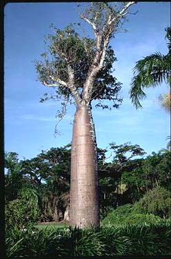 APII jpeg image of Adansonia gregorii  © contact APII