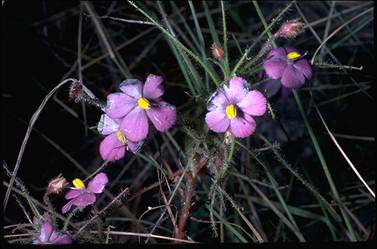 APII jpeg image of Byblis liniflora subsp. occidentalis  © contact APII