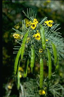 APII jpeg image of Senna artemisioides subsp. artemisioides  © contact APII