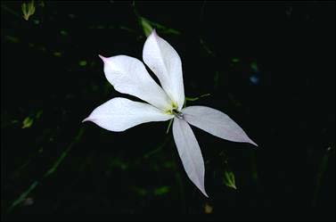 APII jpeg image of Isotoma anethifolia  © contact APII