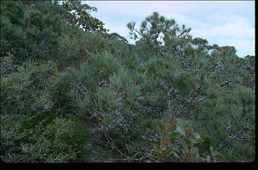 APII jpeg image of Allocasuarina grampiana  © contact APII