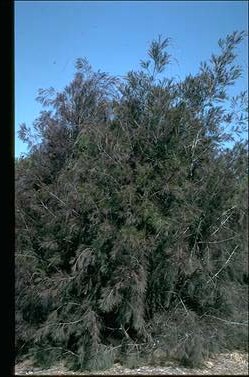 APII jpeg image of Allocasuarina torulosa  © contact APII