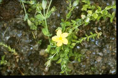 APII jpeg image of Hypericum japonicum  © contact APII