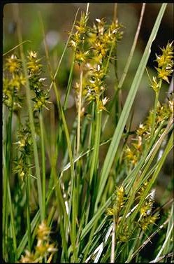 APII jpeg image of Carex echinata  © contact APII