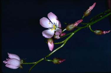 APII jpeg image of Drosera andersoniana  © contact APII