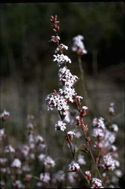 APII jpeg image of Leucopogon virgatus  © contact APII