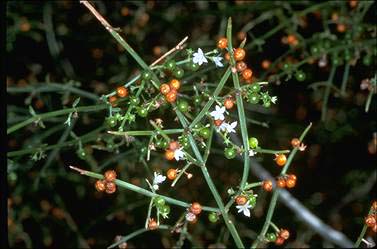 APII jpeg image of Spartothamnella juncea  © contact APII