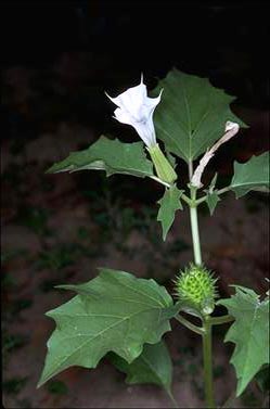 APII jpeg image of Datura stramonium  © contact APII