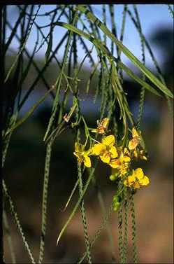 APII jpeg image of Parkinsonia aculeata  © contact APII