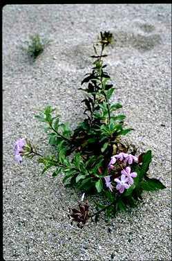 APII jpeg image of Saponaria officinalis  © contact APII