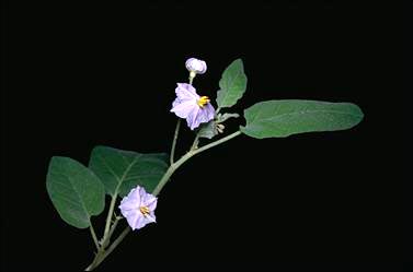 APII jpeg image of Solanum echinatum  © contact APII