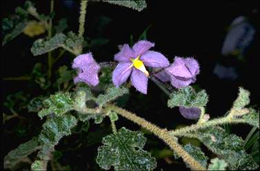 APII jpeg image of Keraudrenia hermanniifolia  © contact APII