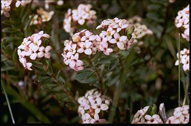 APII jpeg image of Pimelea alpina  © contact APII